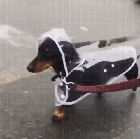puppy raincoat GIF-downsized_large